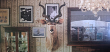 Load image into Gallery viewer, Angus &amp; Julia Stone : Cape Forestier (LP, Album, Gol)
