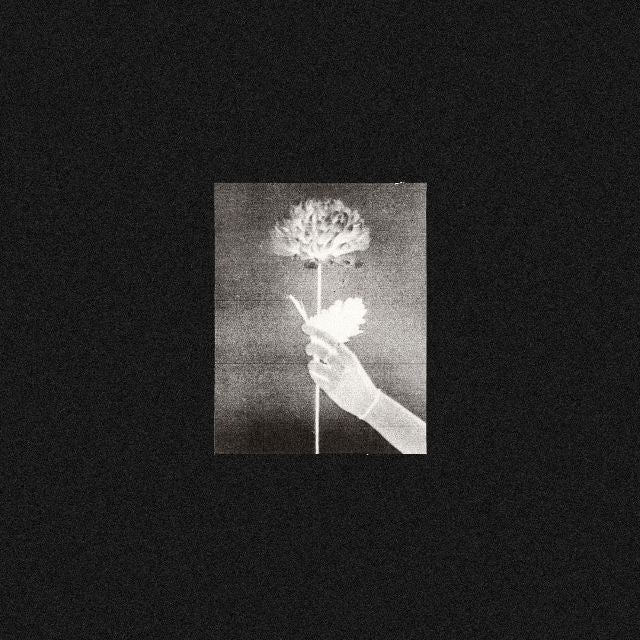 White Flowers | Day By Day